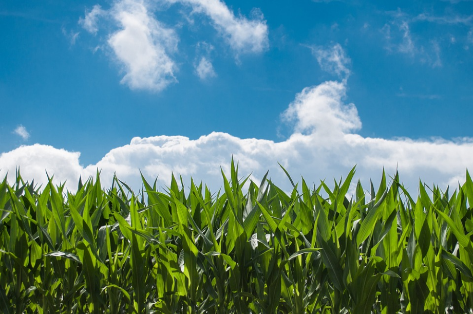 corn field under the blue sky
