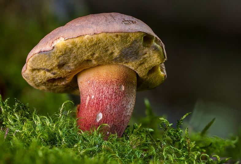 shroom