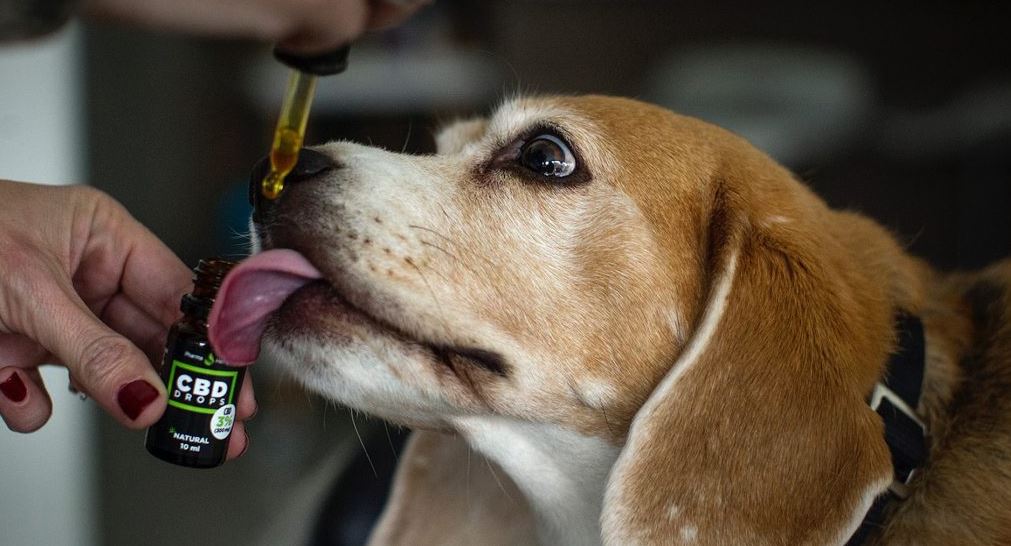animal CBD